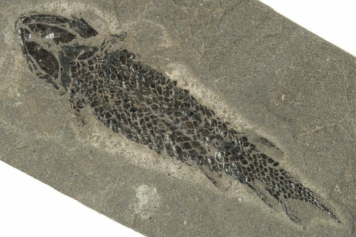 Devonian Lobed-Fin Fish (Osteolepis) Fossil - Scotland #231964